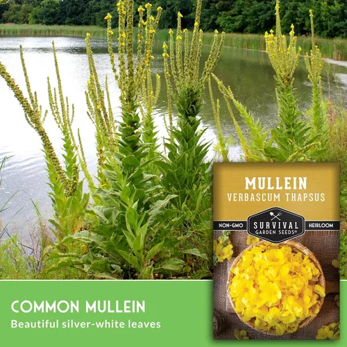 Miniatura 3 de Semillas de gordolobo para plantar, hierba bienal medicinal Verbascum Thapsus con flores amarillas altas, aptas para polinizadores abiertos sin OMG