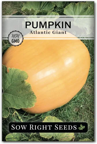 Sow Right Seeds - Semillas de calabaza gigante del Atlántico para plantar - Paquete de reliquia sin OMG con instrucciones para plantar un huerto