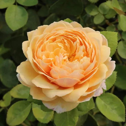 Rosas arbustivas inglesas de reliquia, planta de raíz propia viva para jardín al aire libre, Charles Darwin®, muy fragantes, zonas de rusticidad: