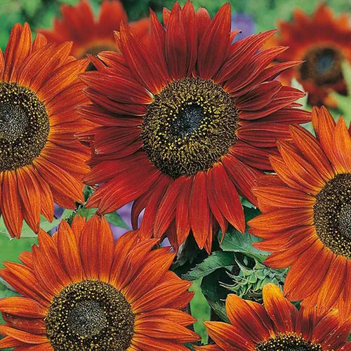 Miniatura 2 de UtopiaSeeds Velvet Queen - Semillas de girasol - Atrae abejas y mariposas