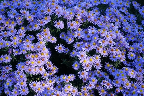 Miniatura 5 de 50 semillas de flor de Aster de Arroz (Aster tupido) Aster Dumosus