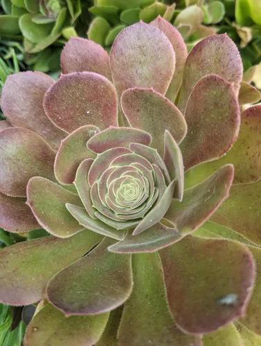 Miniatura 9 de Blissful 5 Rosetas de Aeonium de 2 a 6 pulgadas, raras 5 variedades únicas. Fácil de cultivar, tolerante a la sequía y perfecto para regalos