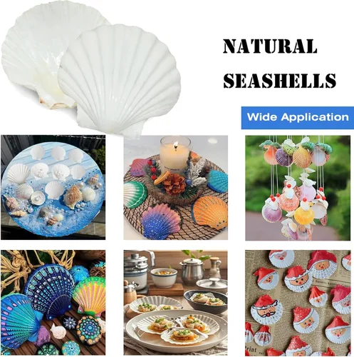 Miniatura 5 de 12 conchas de vieira naturales grandes de 4 a 5 pulgadas, conchas marinas blancas para manualidades, pintura a mano, fiestas temáticas oceánicas