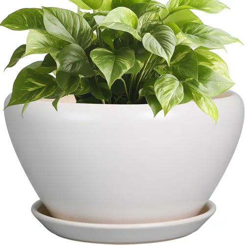 Miniatura 55 de Maceta de Cerámica Moderna con Esmalte para Suculentas con Agujero de Drenaje y Platillo, Maceta Redonda de 6 Pulgadas para Plantas de Flores