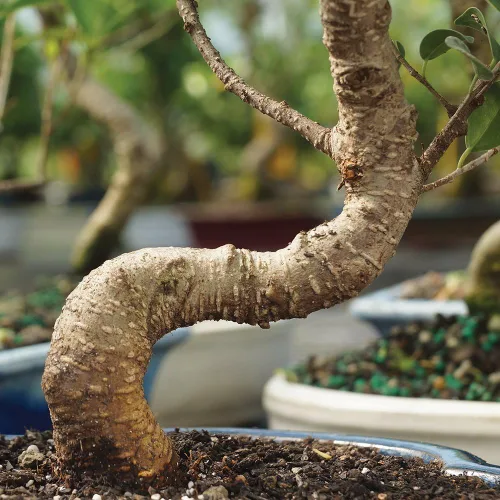 Miniatura 2 de Brussel's Bonsai, Bonsai de Ficus Golden Gate