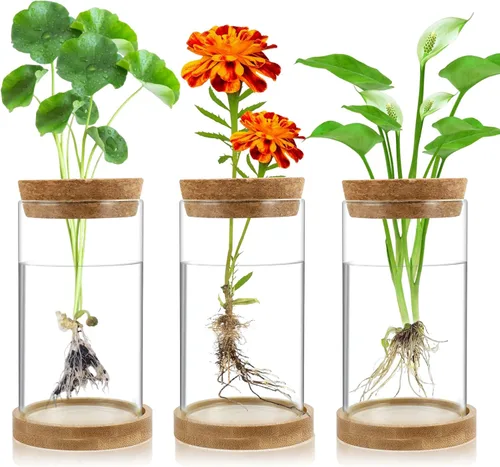 Estaciones de propagación de plantas, paquete de 3 terrarios de plantas, tarros de propagación de vidrio hidropónicos para plantas de interior,