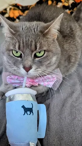 Miniatura 2 de PUPROAR Kitty Cup Juguete de Hierba Gatera - Juguete de Regalo para Gatos de Navidad y Cumpleaños con Hierba Gatera y Crujido, Divertido Relleno