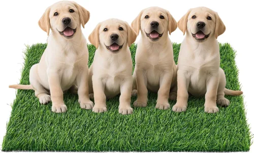 Miniatura 11 de Almohadilla de césped artificial para perros Orinal: 33.2 x 20.8 pulgadas de hierba falsa para perros cachorros entrenamiento para orinar y hacer