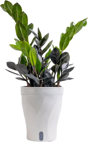 Miniatura 10 de Costa Farms - Aglaonema, planta de interior viva, auto-riego, maceta decorativa, 1 pie de alto, colección Trending Tropicals Maceta de decoración