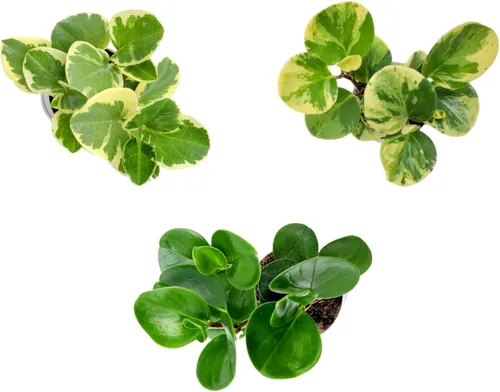 Miniatura 6 de Peperomia obtusifolia en macetas decorativas de 4 pulgadas, planta de goma para bebé, planta de interior viva, purificador de aire, apto