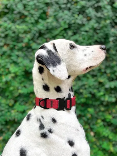 Miniatura 9 de Tuff Pupper Collar de acción impermeable para perros Collar de perro resistente al agua A prueba de desgarros y sin olor Herrajes metálicos