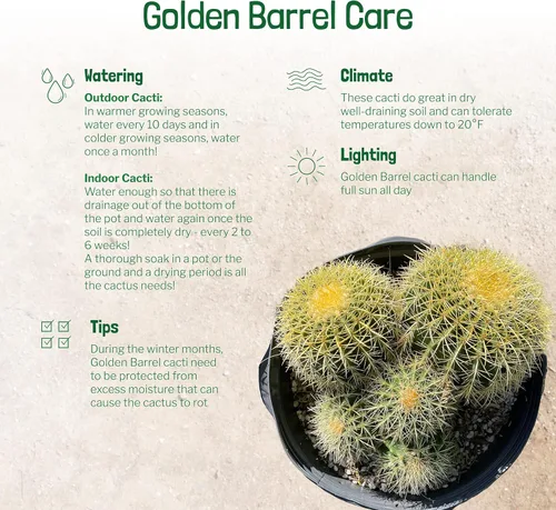 Miniatura 3 de Cactus Outlet - Planta de cactus de barril dorado - Plantas de cactus vivas - Plantas de cactus en barril vivas - 10 galones - Plantas de cactus
