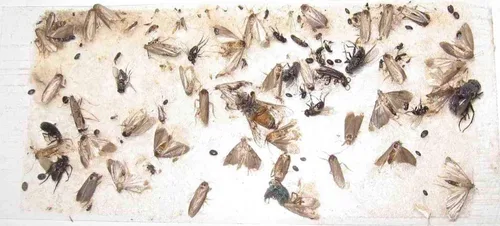 Miniatura 4 de Paquete de 10 trampas adhesivas para grillo, cucaracha/escorpión de camello