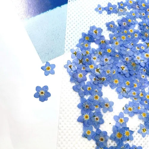 Miniatura 5 de Myosostis Sylvatica - 20 flores secas prensadas para resina, vela, resina epoxi, fabricación de jabón, álbumes de recortes, manualidades de Azul