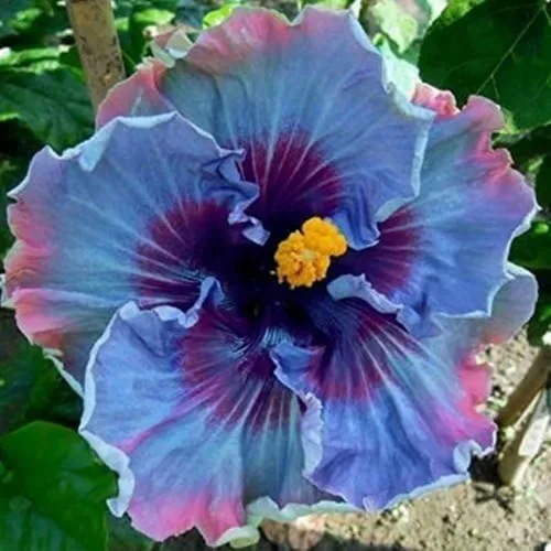 Más de 200 semillas de flores de hibisco para plantar, plantas exóticas perennes frescas, semillas de bonsái, flores gigantes, plantas tropicales en