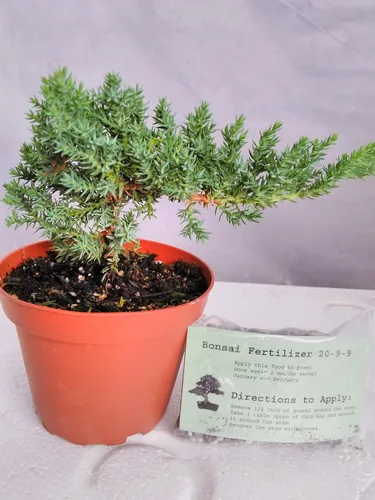 Árbol de inicio de bonsái de enebro japonés - Maceta de 4 pulgadas - Juniperus procumbens 'Nana'+Bonsái Fertilizante de liberación lenta By-jmbamboo