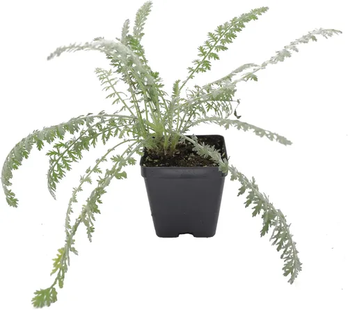 Miniatura 35 de Guardería Greenwood: Plantas Perennes Vivas - Rosa de Bath + Dianthus Gratianopolitanus - [Cantidad: 1x Maceta de Pinta]