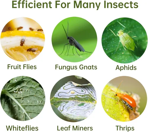 Miniatura 3 de Pack de 120 trampas adhesivas para moscas de la fruta, trampas pegajosas para interiores para matar mosquitos y mosquitos voladores, trampa
