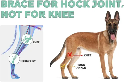 Miniatura 6 de Soporte para Pata Trasera de Perro, Tobillera para Pata Trasera de Perro, Envoltura de Compresión con Fuerte Soporte para Articulación del Corvejón