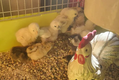 Miniatura 2 de Barnyard Mix Fertile Huevos para incubar de pollo criados en orgánicos (6 huevos)