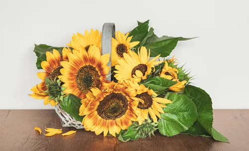 Miniatura 5 de Semillas de mezcla de girasol para plantar – Más de 100 semillas de girasol sin OMG – Plantar y cultivar jardín de flores al aire libre en casa, 2