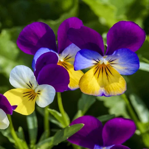 Miniatura 7 de Outsidepride Johnny Jump Up - Semillas de flores silvestres de viola – 5000 piezas de semillas perennes fáciles de cultivar, compactas y resistentes