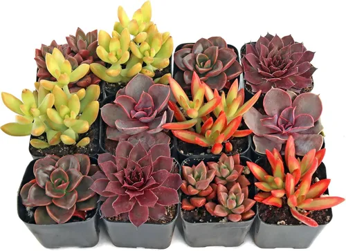 Miniatura 6 de Mountain Crest Gardens Nuthin' But Color - Paquete de 6 plantas vivas en macetas de 2 pulgadas, tonos brillantes y cálidos, suculentas reales