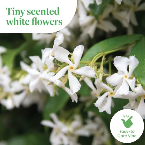 Miniatura 3 de American Plant Exchange Live Confederate Jasmine – Maceta de 6 pulgadas – Vid floreciente fragante con hojas verdes brillantes, planta de exterior