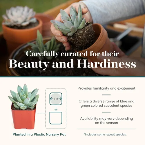 Miniatura 4 de Shop Succulents Paquete de plantas suculentas azules y verdes, colección a granel, mini plantas suculentas vivas, bajo mantenimiento, mezcla