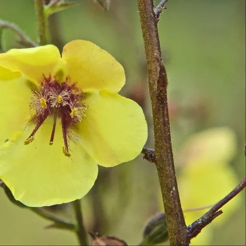 Miniatura 6 de Semillas de gordolobo de polilla (Verbascum blattaria) Más de 50 semillas medicinales de flores silvestres en cápsulas de semillas congeladas
