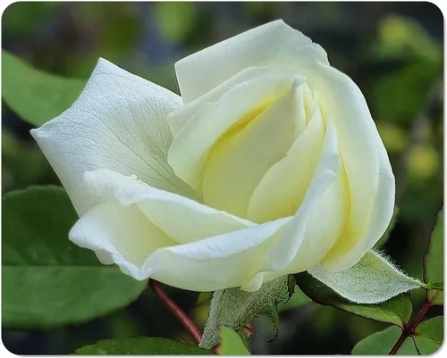 Rosa Ducher Antigua Raíz Propia Heirloom Jardín Antiguo Rosal Planta Viva, Flor Doble Blanca, Fragante, 4 pulgadas, Tamaño Inicial Maceta
