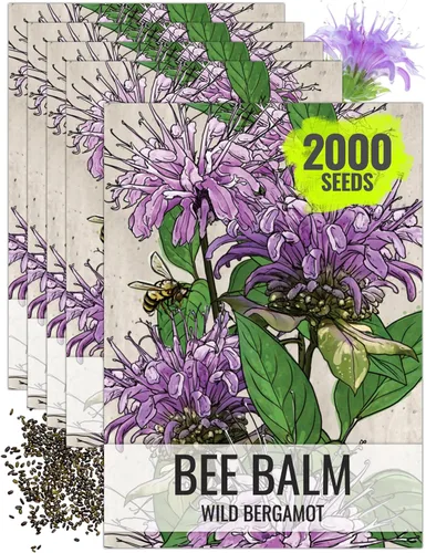 Miniatura 14 de Seed Needs Semillas de bálsamo de abeja para plantar bergamota silvestre, reliquia y flores perennes de polinización abierta para cultivar un jardín
