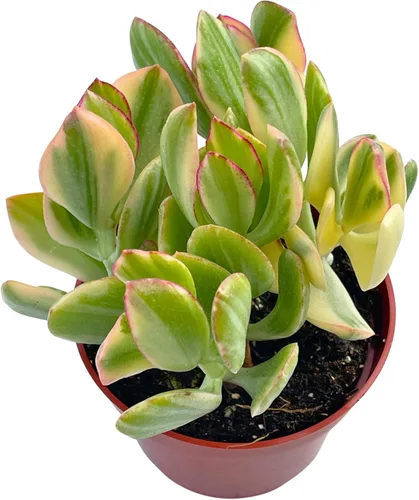 Planta de Jade 4" Crassula Ovata Tricolor Jade Variegado, Plantas Suculentas Vivas, Fácil de Cultivar y Difícil de Matar, Planta de Interior de The