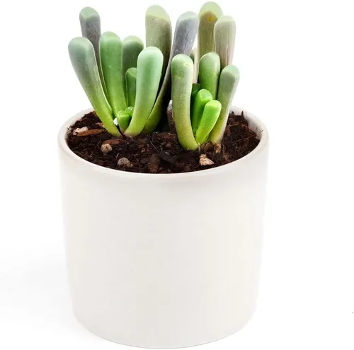 Miniatura 4 de Baby Toes Fenestraria Aurantiaca Succulent (maceta de plástico de 2 pulgadas) Suculenta rara para ideas de regalo