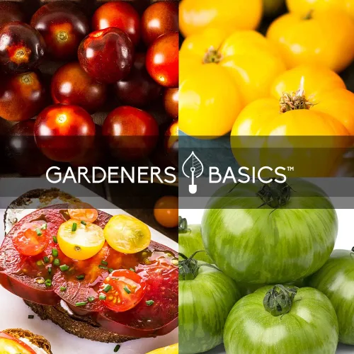 Miniatura 5 de Gardeners Basics, 5 semillas de tomate raras para plantar, paquete variado de semillas de tomate reliquia, púrpura Cherokee, Krim negro, piña, cebra