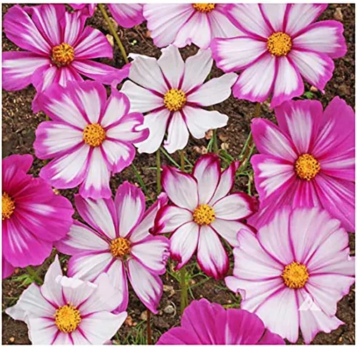 Miniatura 4 de Cosmos Seeds en una mezcla de 11 variedades, largo período de floración en todas las zonas, fáciles de cultivar