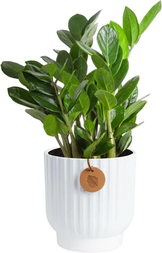 Costa Farms ZZ Planta viva en maceta decorativa, fácil de mantener, planta de interior purificadora de aire, perfecta para decoración del hogar,
