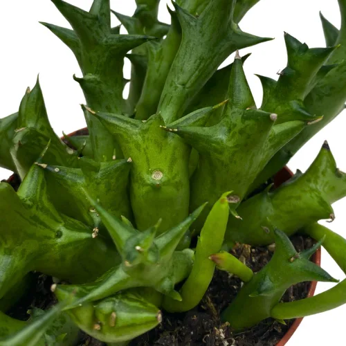 Miniatura 4 de BubbleBlooms Orbea Stapelia Schweinfurthii, Huernia con flores de naranja rara de 4 pulgadas