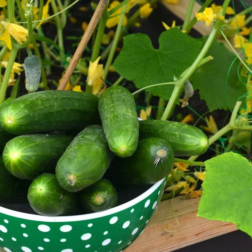 Miniatura 6 de Semillas de pepino orgánicas (Marketmore 76) – Aproximadamente 100 semillas – USDA Organic, sin OMG, polinizado abierto, reliquia, origen