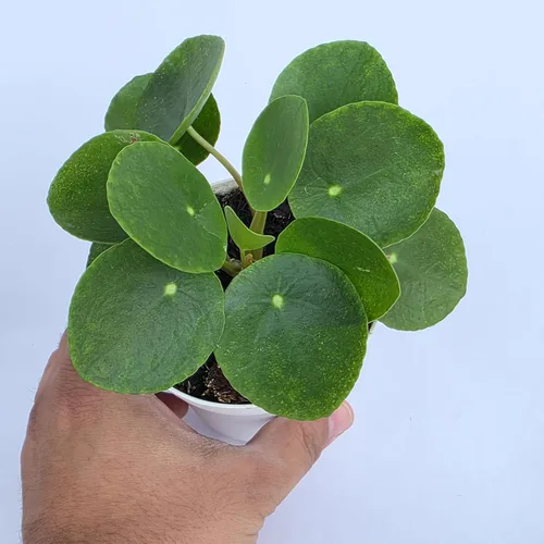 Miniatura 5 de Planta de dinero china viva (Pilea Peperomioides) Disponible en maceta de vivero de 2.5 pulgadas y 4 pulgadas o añade nuestra maceta geométrica