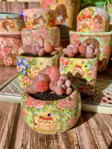 Miniatura 9 de xPachyveria Elaine - Kit de suculentas – con maceta de plástico, planta viva en racimo de 2 pulgadas, suelo comprimido y guía, para escritorio