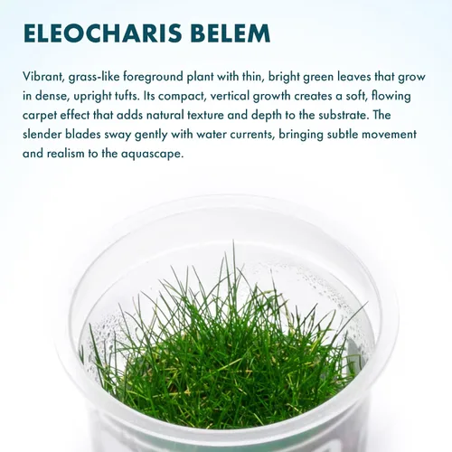 Miniatura 2 de Planta viva SubstrateSource - Hierba enana Eleocharis Belem cultivada en tejidos acuáticos para acuario - 100% libre de caracoles en copa in vitro