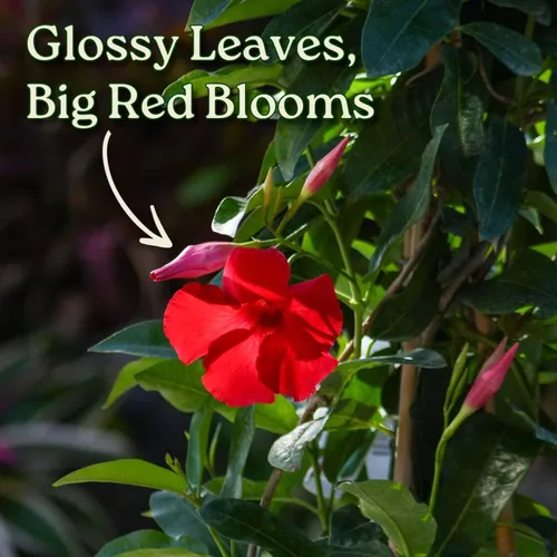 Miniatura 2 de Mandevilla - Planta viva, enrejado, mandevilla de floración gigante roja, Tropical Plants of Florida - Altura total de 36 pulgadas (solo planta)