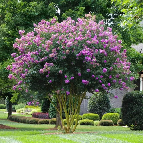 Miniatura 4 de Crape Myrtle Muskogee 10 plantas vivas Lagerstroemia Indica Hermoso árbol floreciente de lavanda de bajo mantenimiento