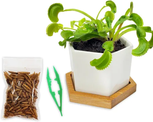 Miniatura 9 de Planta Viva Venus Atrapamoscas con Maceta de Cubo de Cristal Elegante de 2.5" - Planta Carnívora Come Insectos - Suelo para Plantas Carnívoras