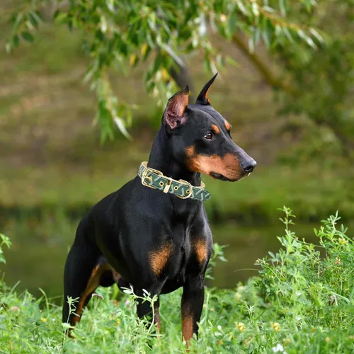 Miniatura 5 de Juego de collar y correa de cuero para perro, correas de collar de perro con patrón de cuadros, hebilla de metal ajustable y duradera para perros