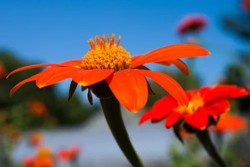Mexican Sunflowers Photograph - Matted Wall Art, Flower Photography, Garden Art, Botanical, Nature, Orange, Blue