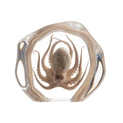 Miniatura 19 de Pulpo de taxidermia, especímenes de pulpo real, espécimen de animales en resina para educación científica en el aula, gran regalo para fanáticos