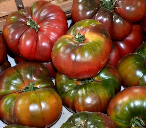 Miniatura 3 de Black Krim - Semillas de tomate cultivadas en Estados Unidos Russian Black Krim Heirloom 30+