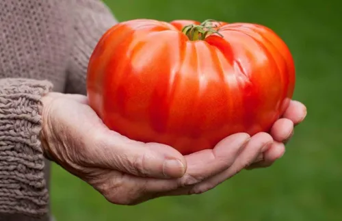 Miniatura 4 de Semillas Red Giant Beefsteak Tomate Indeterminado No GMO Heirloom